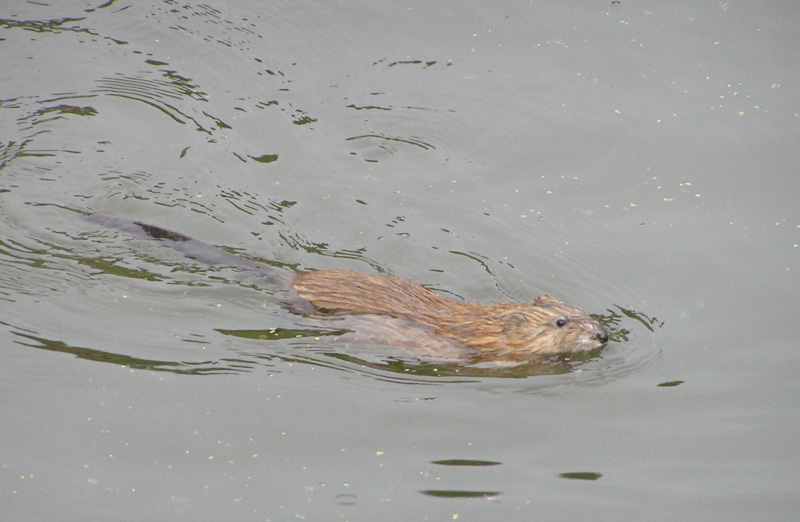 10.08.2006_Otter