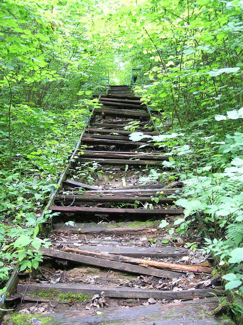 12.08.2006_Ladder_in_Forest