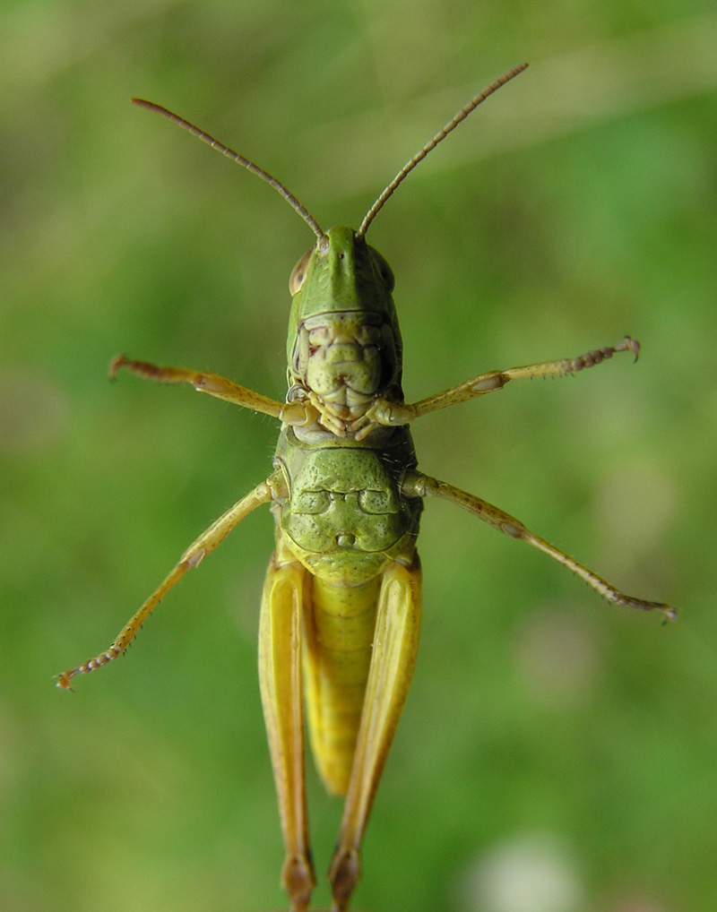 16.08.2006_Grasshopper